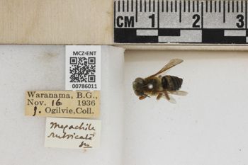 Media type: image;   Entomology 786011 Aspect: Labels